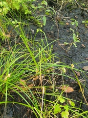 Carex tuckermanii