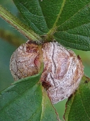 Neolasioptera farinosa