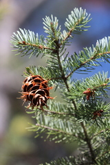 Pseudotsuga menziesii glauca