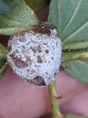 Neolasioptera farinosa