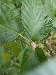 Neolasioptera farinosa