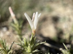 Linanthus pungens