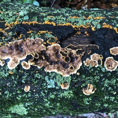 Punctularia strigosozonata