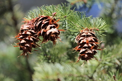 Pseudotsuga menziesii glauca