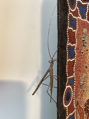 Zaprochilus australis