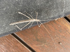 Zaprochilus australis