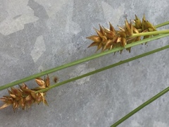 Carex spicata