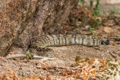 Crotalus ornatus