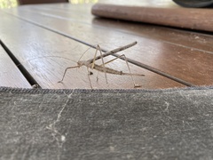 Zaprochilus australis