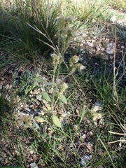 Phacelia heterophylla
