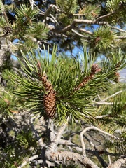 Pinus contorta