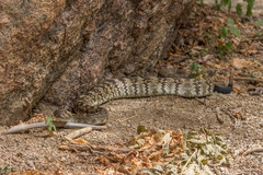Crotalus ornatus
