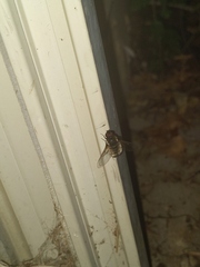 Bombyliidae