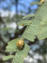 Harmonia testudinaria