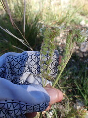 Phacelia heterophylla