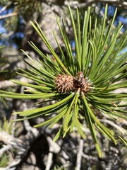 Pinus contorta