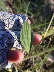 Phacelia heterophylla