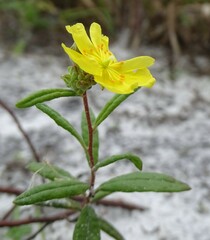 Crocanthemum corymbosum