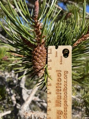 Pinus contorta