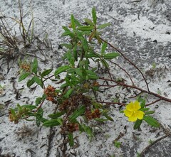 Crocanthemum corymbosum