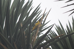 Icterus parisorum