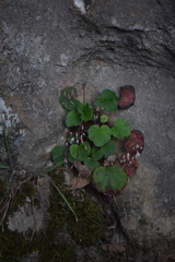 Heuchera longipetala