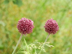Allium amethystinum