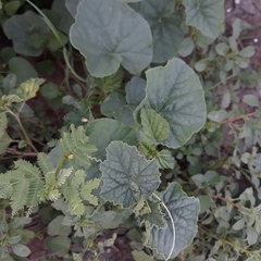 Cucumis melo