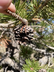 Pinus contorta
