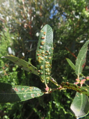 Aculus