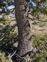 Pinus contorta