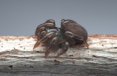 Migidae