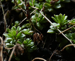 Sedum cockerellii