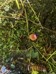 Mycena sanguinolenta