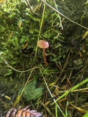 Mycena sanguinolenta