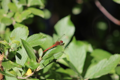 Sympetrum semicinctum