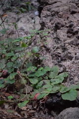 Heuchera longipetala