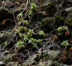 Sedum cockerellii
