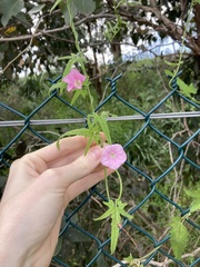 Convolvulus