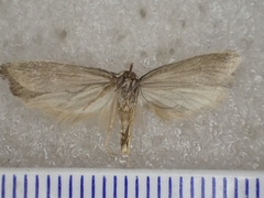 Oecophoridae