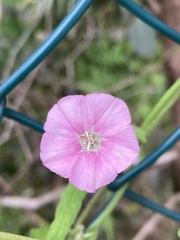 Convolvulus