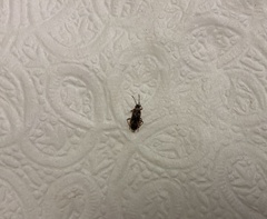 Arocatus melanocephalus