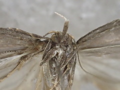 Oecophoridae