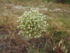 Allium ampeloprasum