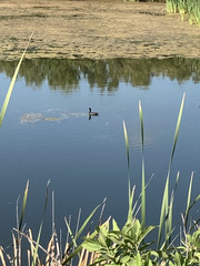 Fulica americana americana