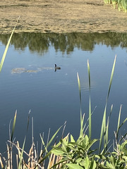 Fulica americana americana