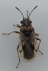 Nysius ericae