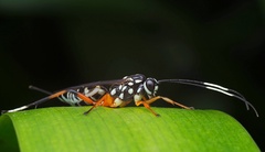 Xanthocryptus novozealandicus