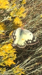 Colias eurytheme