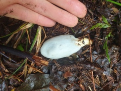 Clavogaster virescens